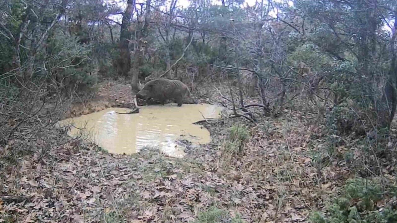 Tekirdağ Ganos Ormanları'nda Yaban Domuzu Sürüleri Fotokapanlara Yansıdı