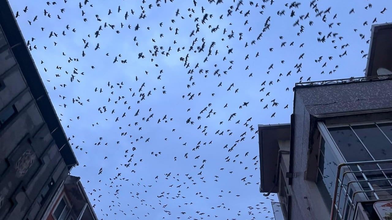 Tekirdağ Hayrabolu'da Kargaların Görsel Şöleni