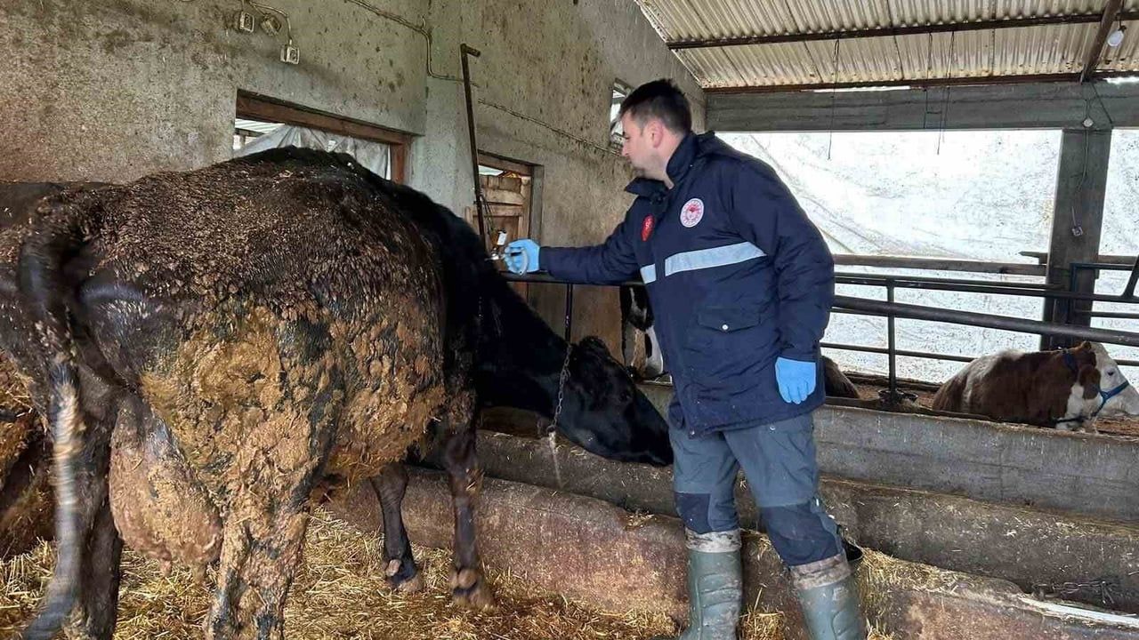 Tekirdağ Hayrabolu'da Şap Aşısı Seferberliği Sürüyor