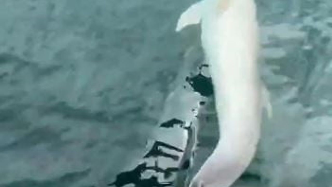 Tekirdağ Süleymanpaşa Açıklarında Tekneye Yunus Eşlik Etti