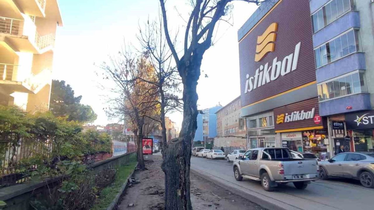 Trabzon Büyükşehir: Gülbaharhatun’daki ağaç kesim iddiaları yalanlandı