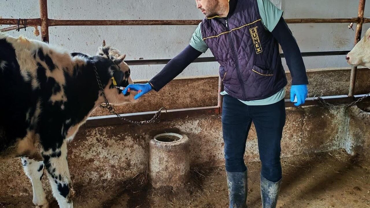 Trakya’da SAT-1’e Karşı Aşılama: Yeniçiftlik’te Şap Önlemi