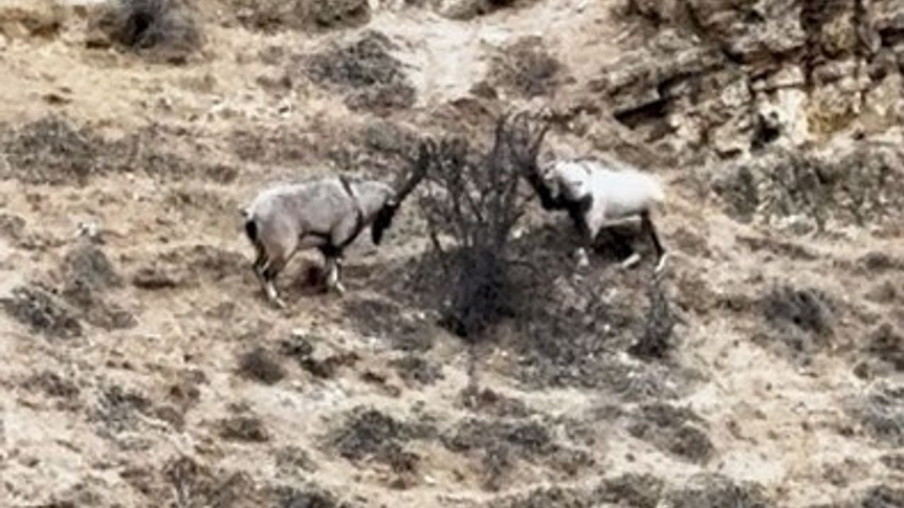 Tunceli Çemişgezek'te Tekelerin Liderlik Kavgası Kamerada
