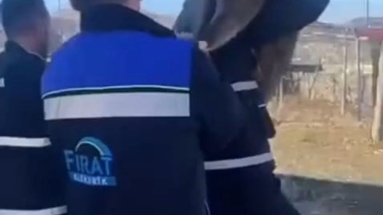 Tunceli'de Fırat EDAŞ Ekibi Bahçe Çitine Sıkışan Yaban Keçisini Kurtardı