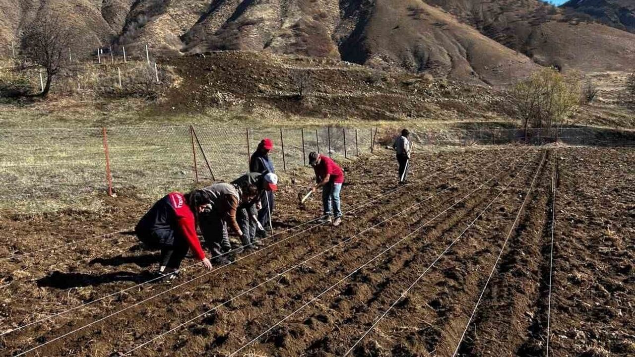 Tunceli Sarımsağı Yaygınlaşıyor: 4 ilçede toplu sarımsak ekimi