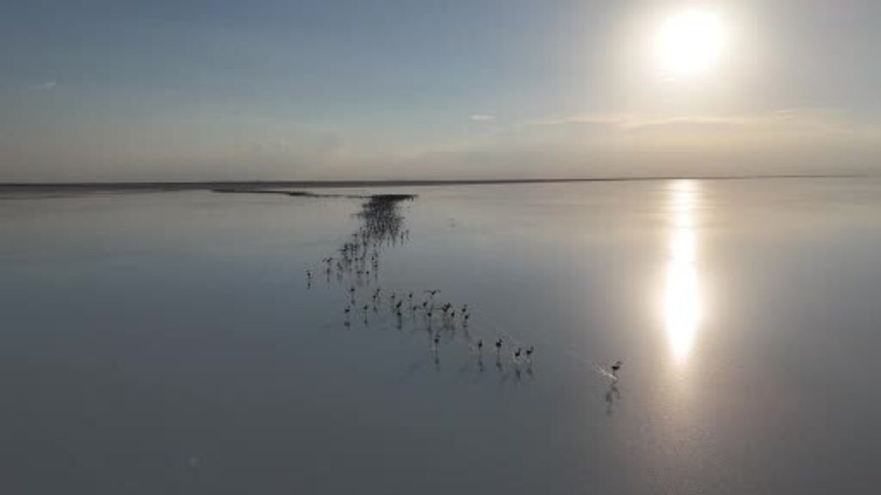 Tuz Gölü'nde Kuraklık Alarmı: Flamingolar Gelmiyor