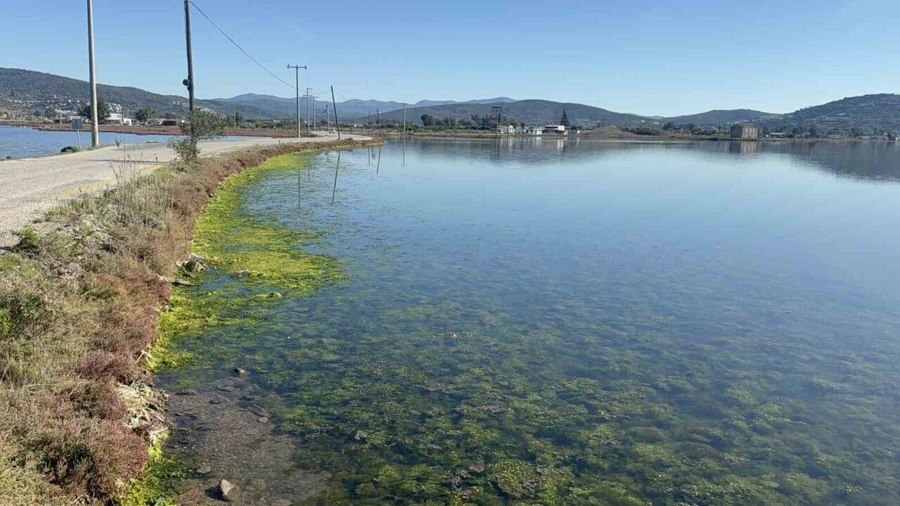 Tuzla Sulak Alanı Binlerce Flamingo ile Renkleniyor