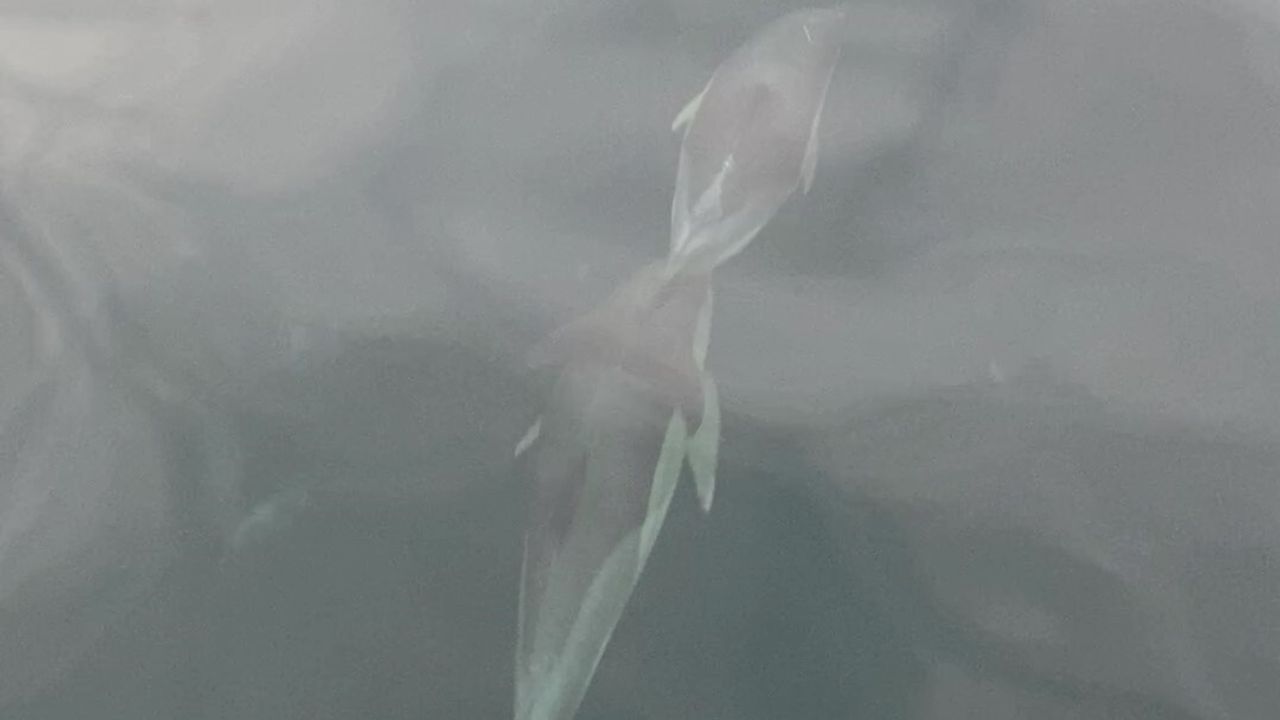 Ünye'de yunusların tekneyle yarışı görsel şölen oluşturdu