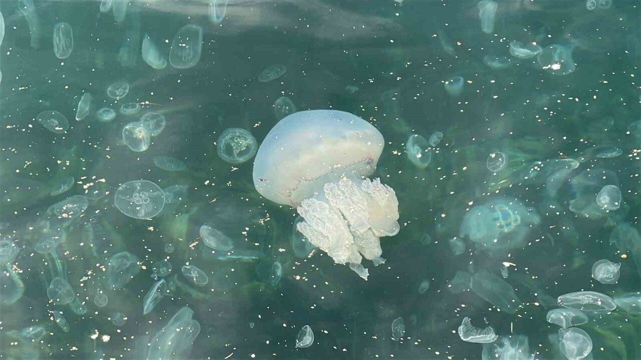 Üsküdar'da Binlerce Denizanası Kıyıya Vurdu — Kuleli Sahili Alarmda