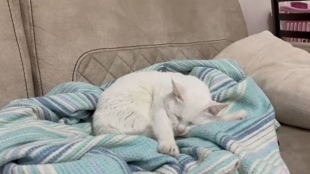 Uzmandan Aşı Uyarısı: Evcil Kedi ve Köpekler Zararlı Değil