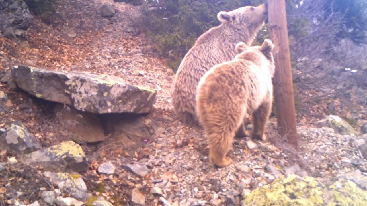 Uzmanlar Uyardı: Ayılar Kış Uykusu Öncesi Yeni Bölgelerde Görülüyor