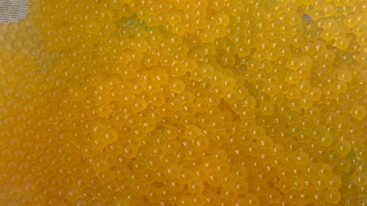 Van'da Alabalık Sağımı Başladı: Yıllık 2 bin 550 Ton, 55 Milyon Yavru Üretimi