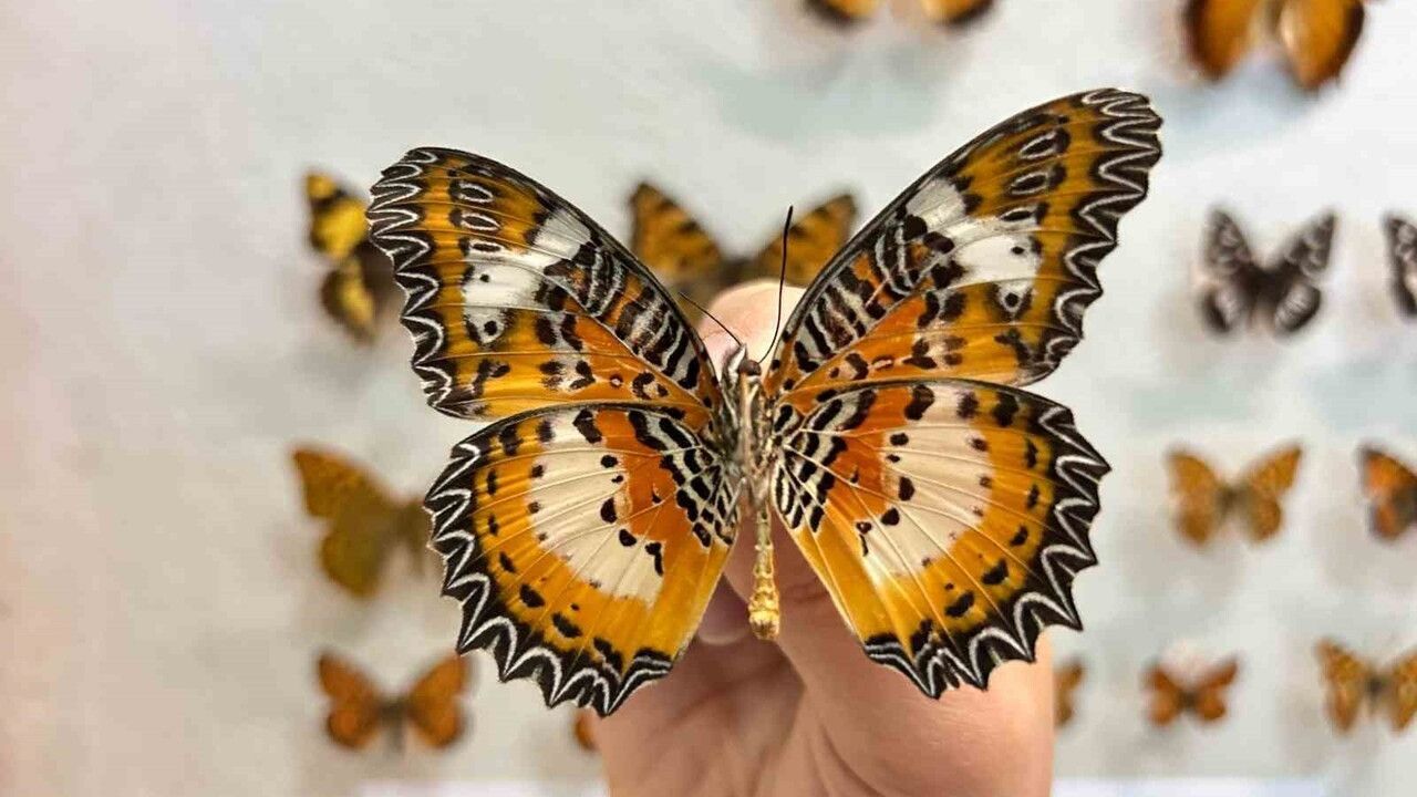 Van’da Binlerce Kelebeğin Korunduğu Koleksiyon Büyüyor