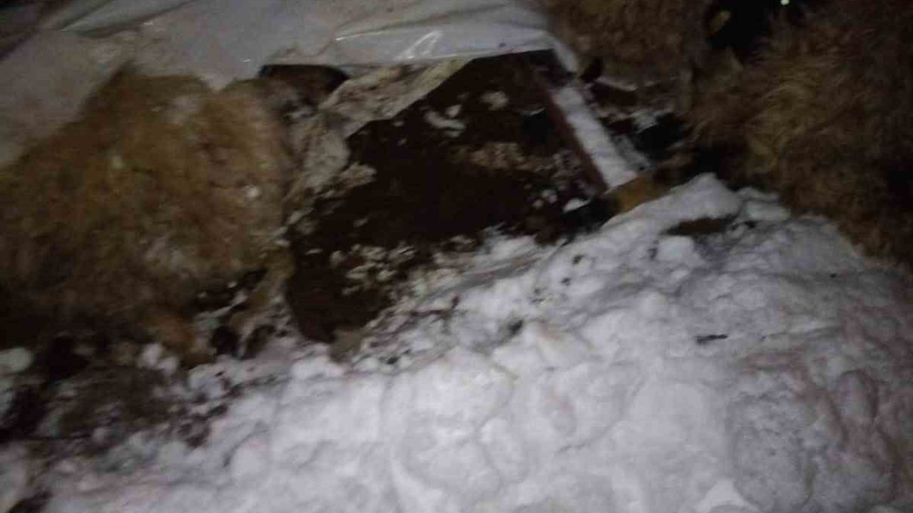 Van Edremit'te Ahır Çökmesi: 5 Küçükbaş Telef Oldu