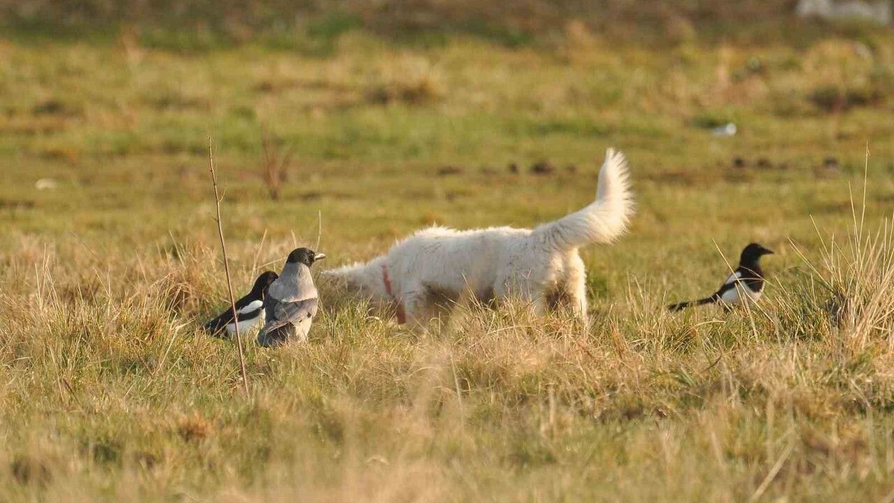 Van Kalesi'nde Van Kedisi Sandığı Beyaz Canlı Fare Avlayan Köpek Yavrusu Çıktı