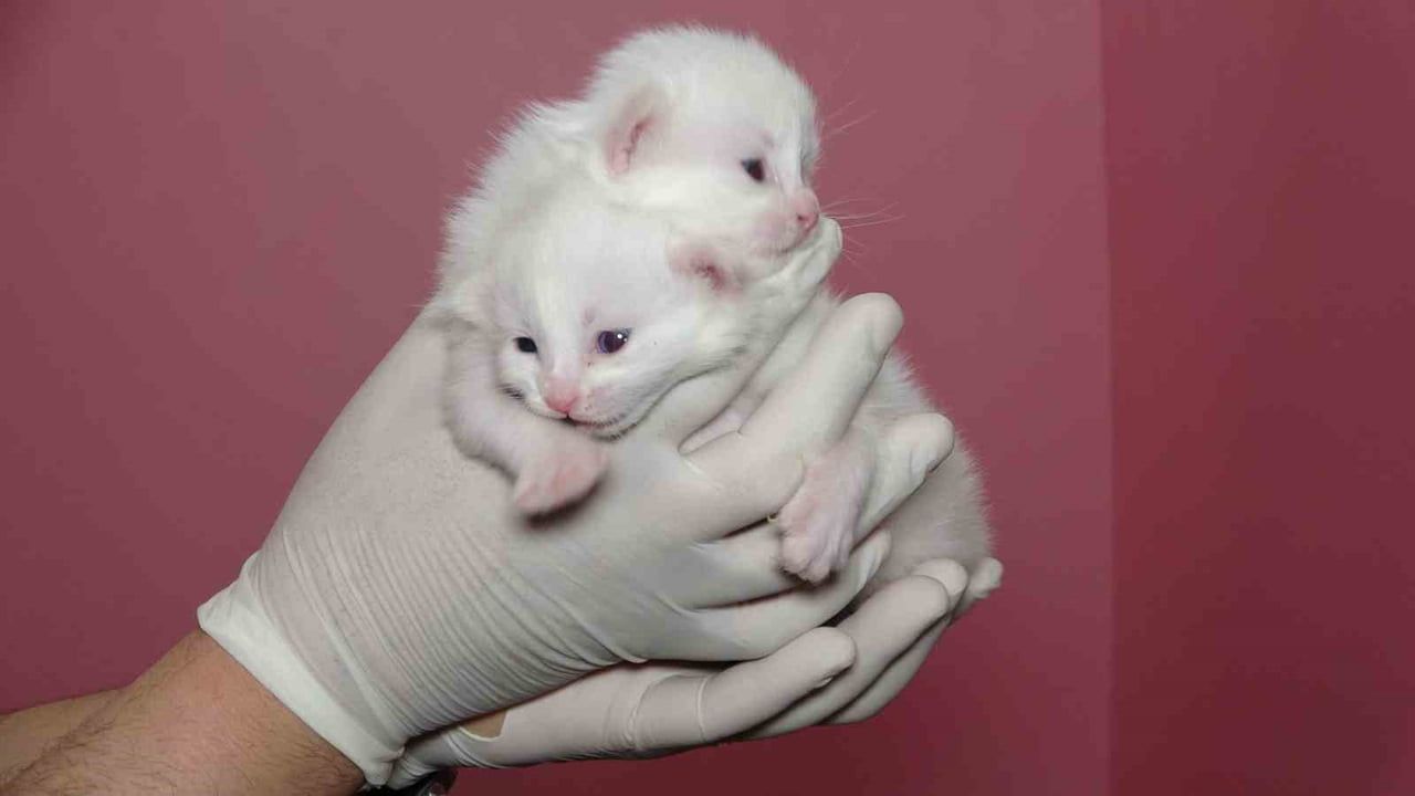 Van Kedi Villası'nda 120 Yavru: Van Kedilerinin Orijinalliği Korunuyor