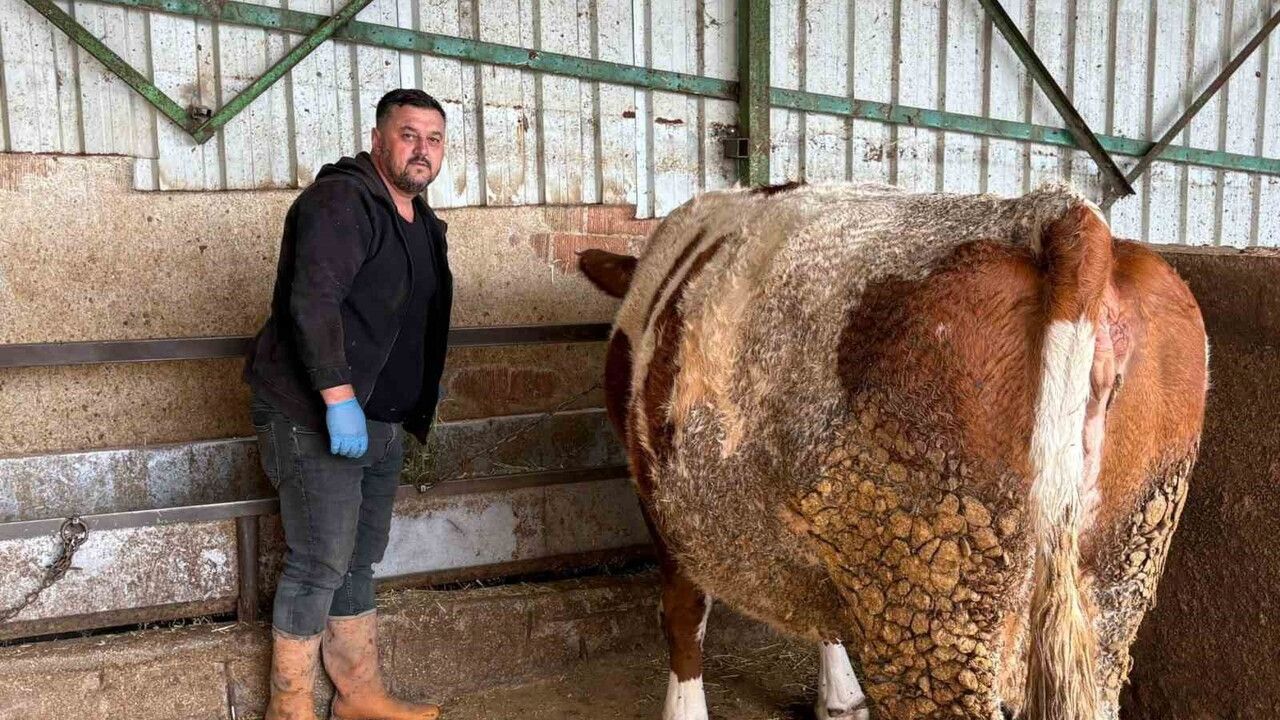 Yenişehir'de şap felaketi: Aytaç Afşar 180 bin liralık hayvanını kaybetti