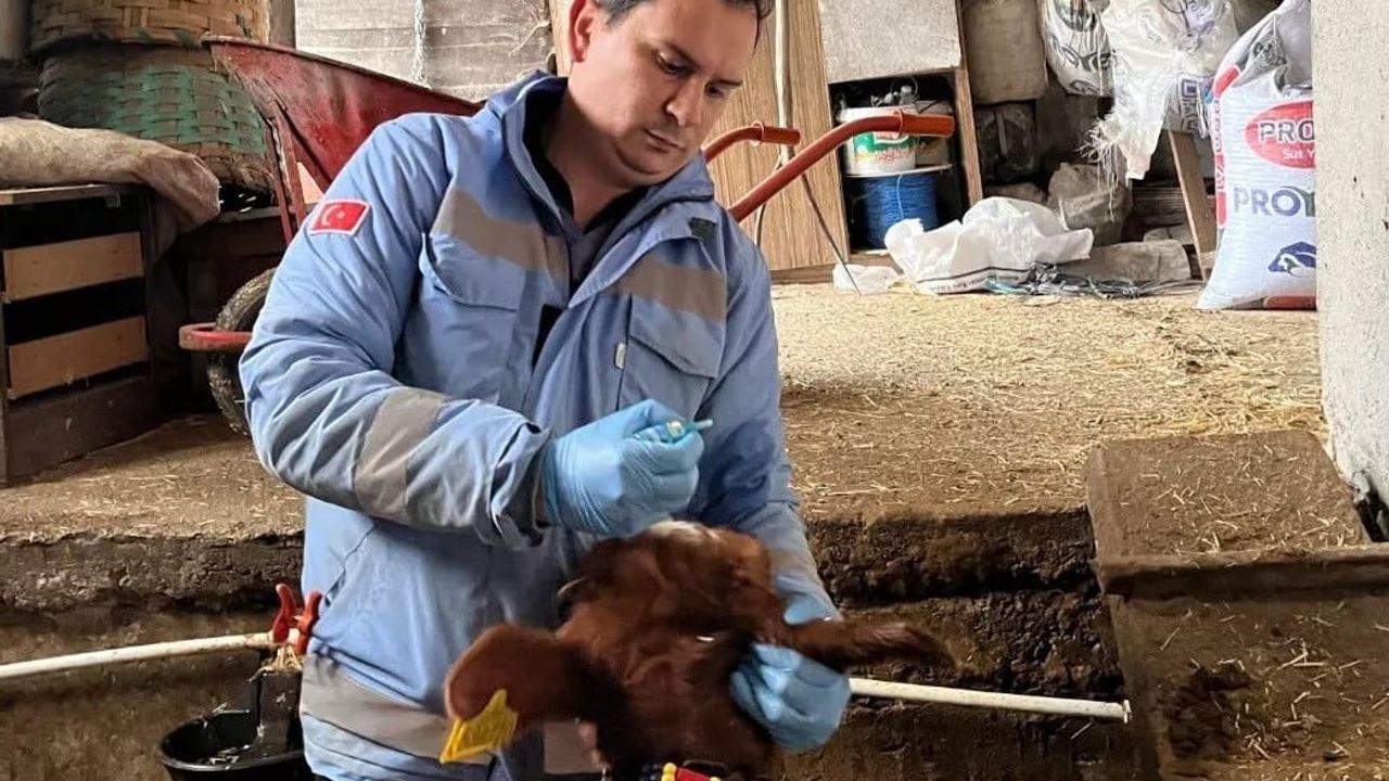 Yığılca'da Hayvan Sağlığı: Aşılama ve Küpeleme Çalışmaları