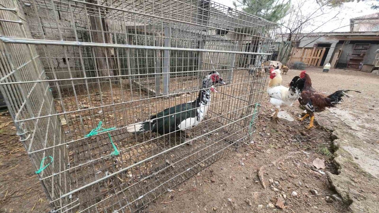 Yozgat Şefaatli’de Binlerce Hindi Üreten Girişimci: Hasan Şahan