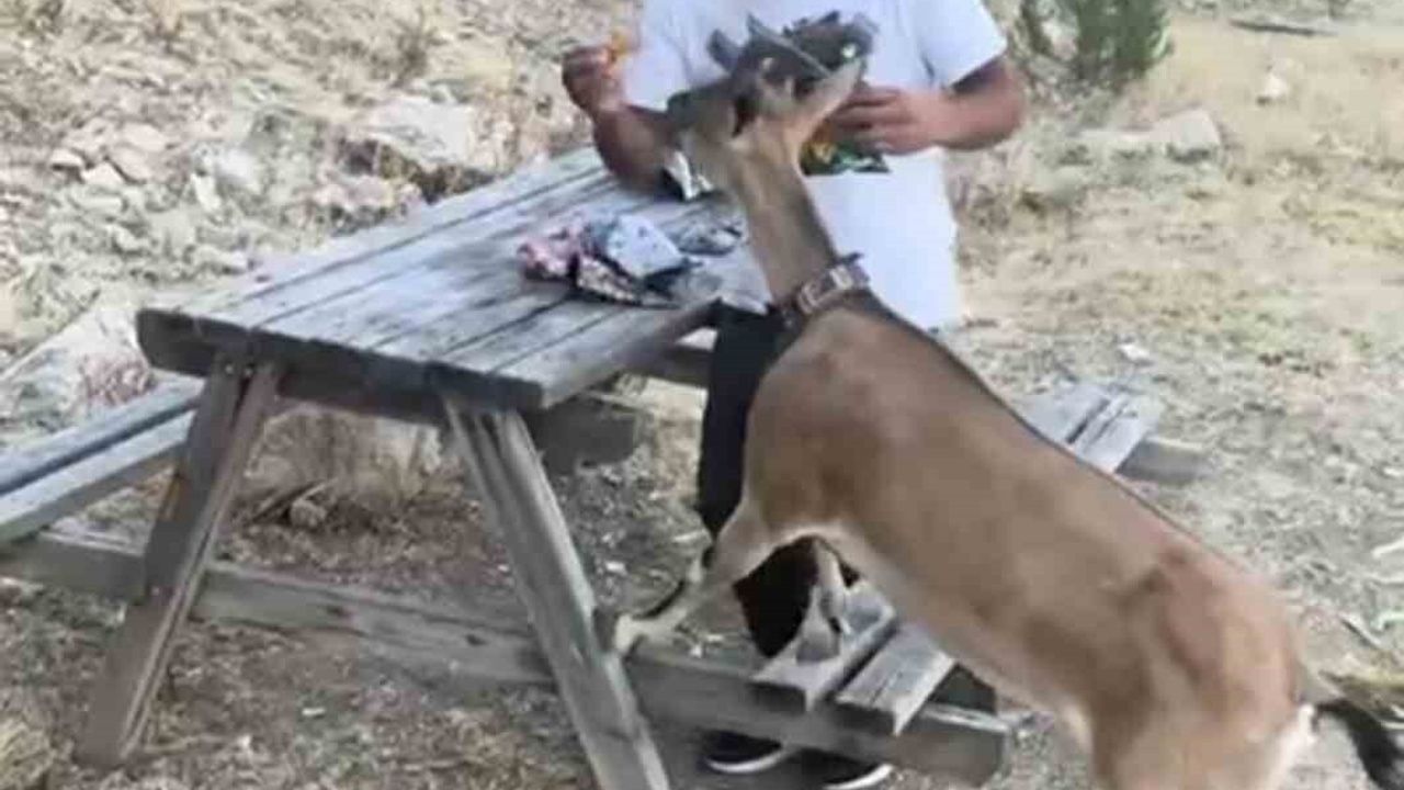 Yozgat'ta Doğal An: Coşkun Uzun Kazankaya'da Dağ Keçisini Elleriyle Besledi