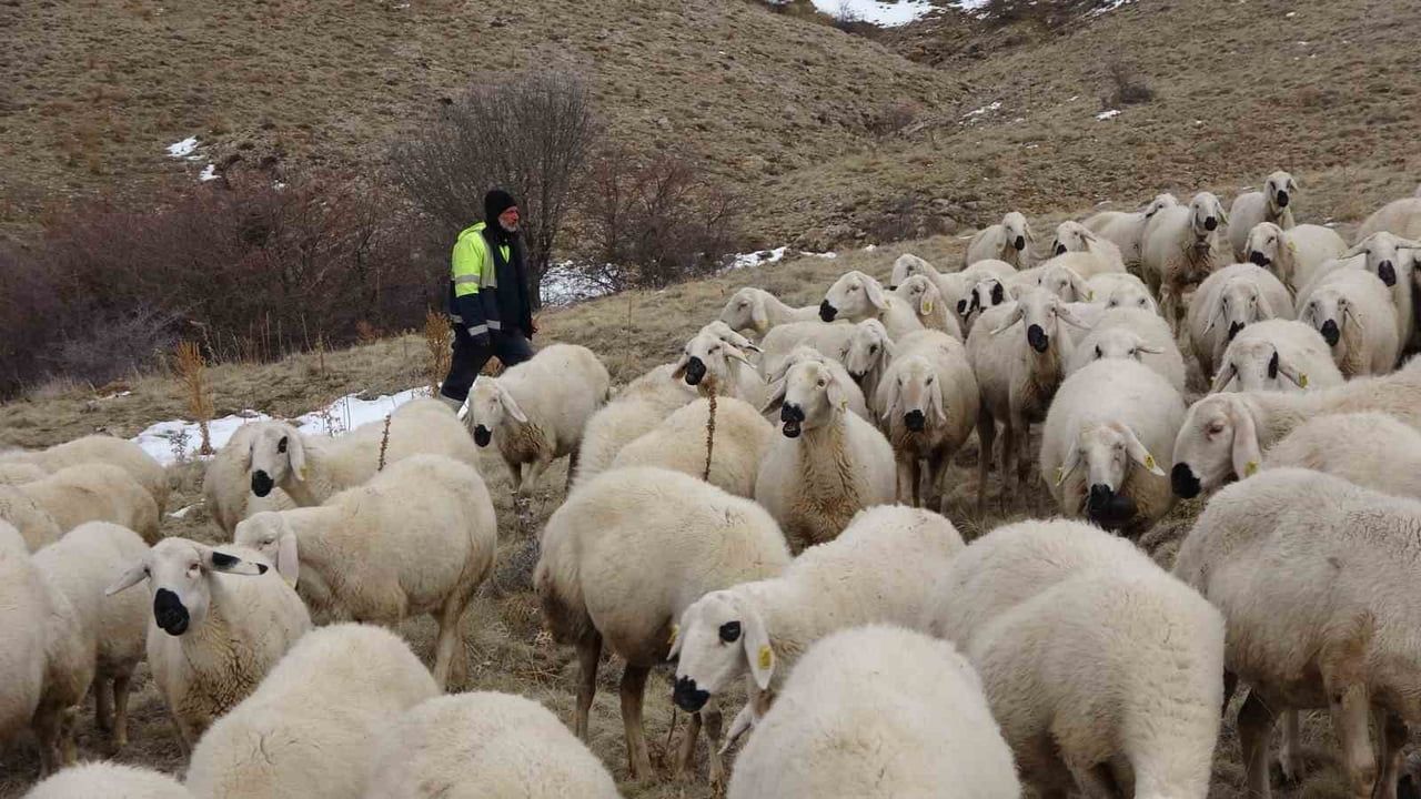 Yozgat'ta İbrahim Tamer: Vadeli Koyunla Sürüsünü 3 Bine Çıkardı