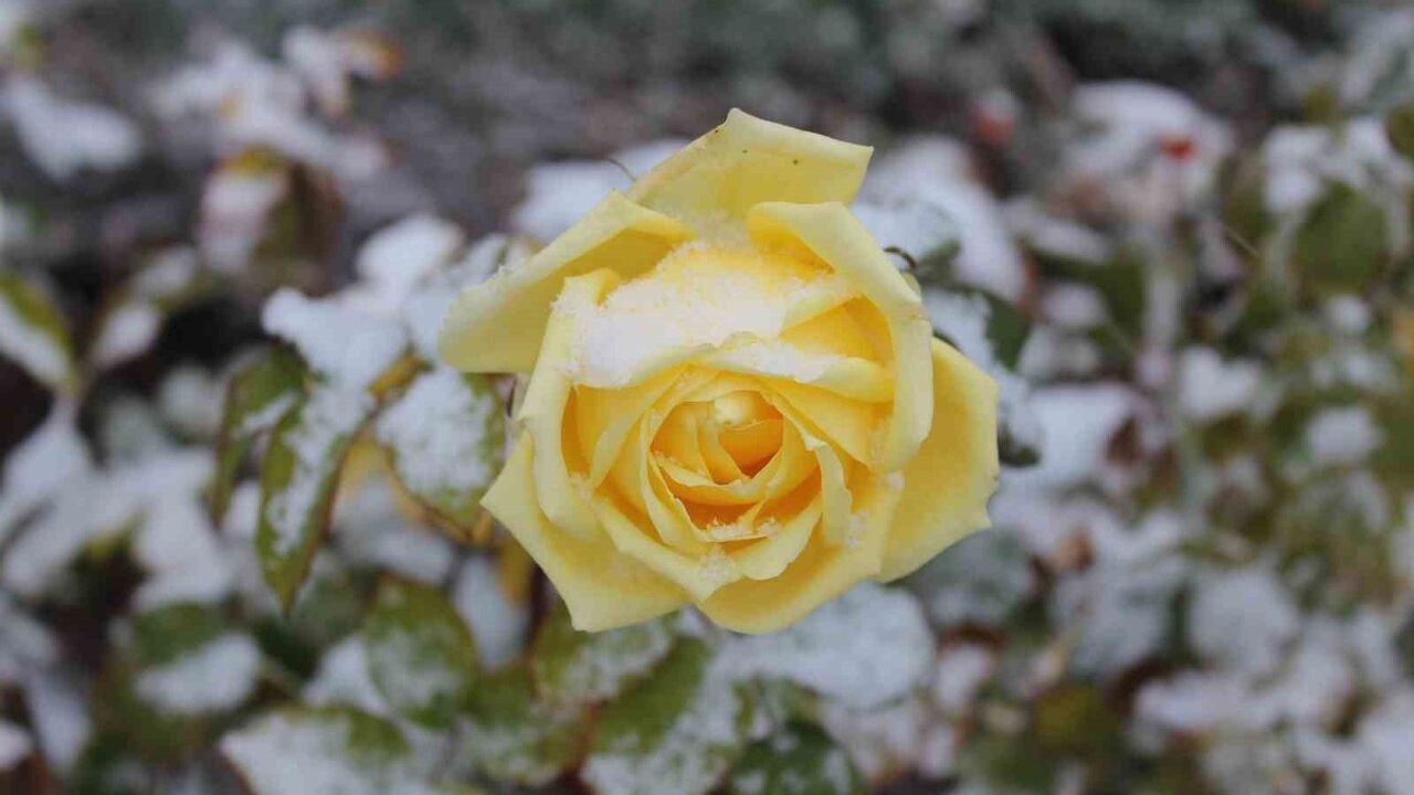 Yozgat'ta Kar Altındaki Güller Kartpostallık Görüntüler