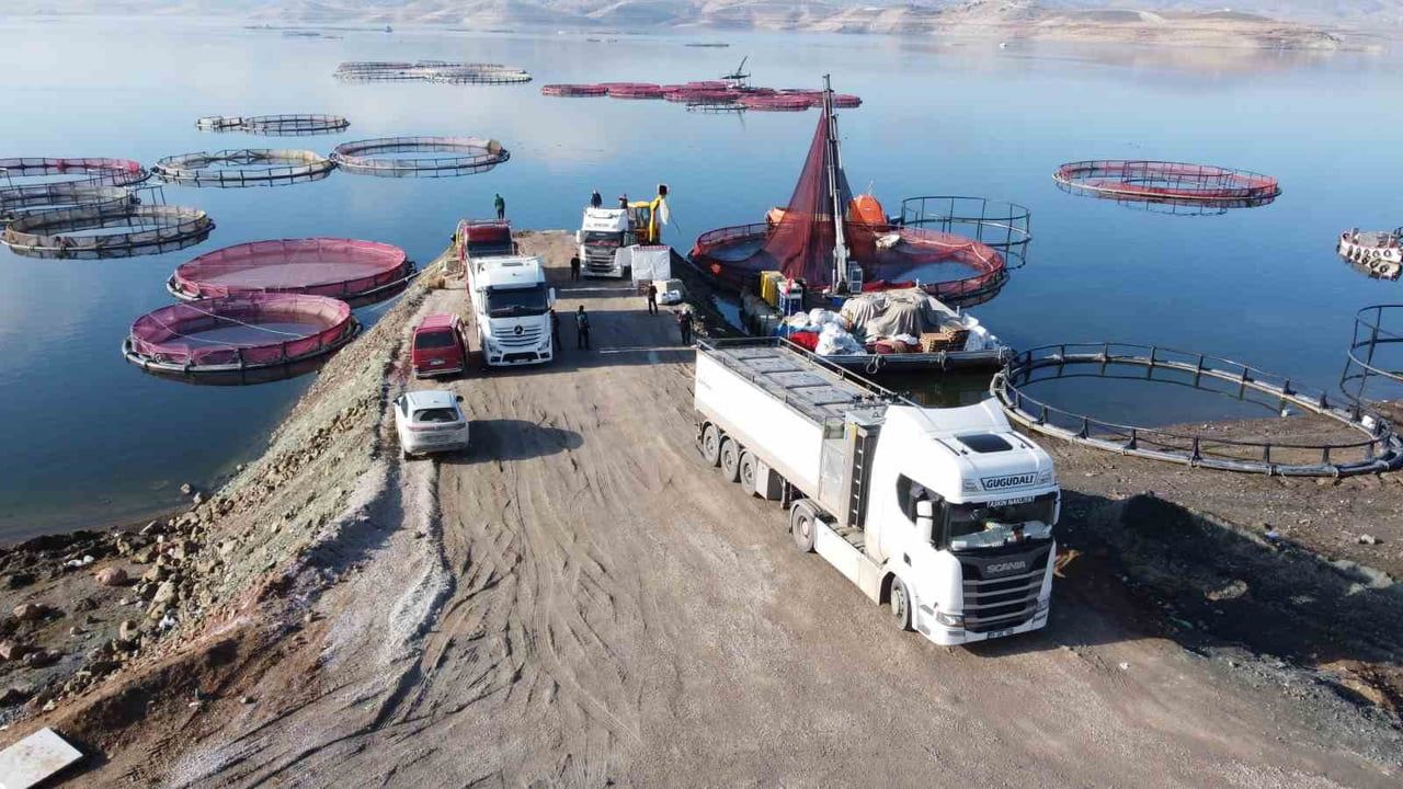 Yozgat'tan Dünyaya: Çekerek Alabalıkları Rusya ve Japonya'ya İhraç Ediliyor