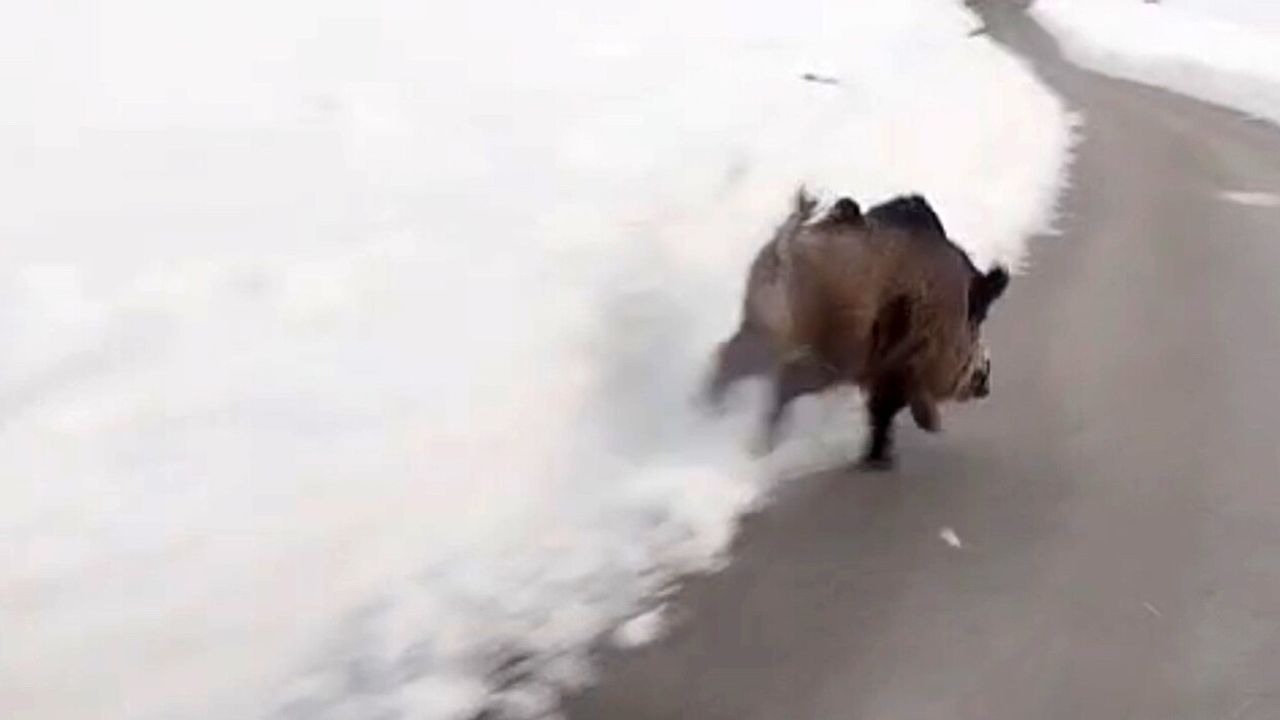 Yüksekova'da Domuz Sürüleri Kent Merkezine İndi