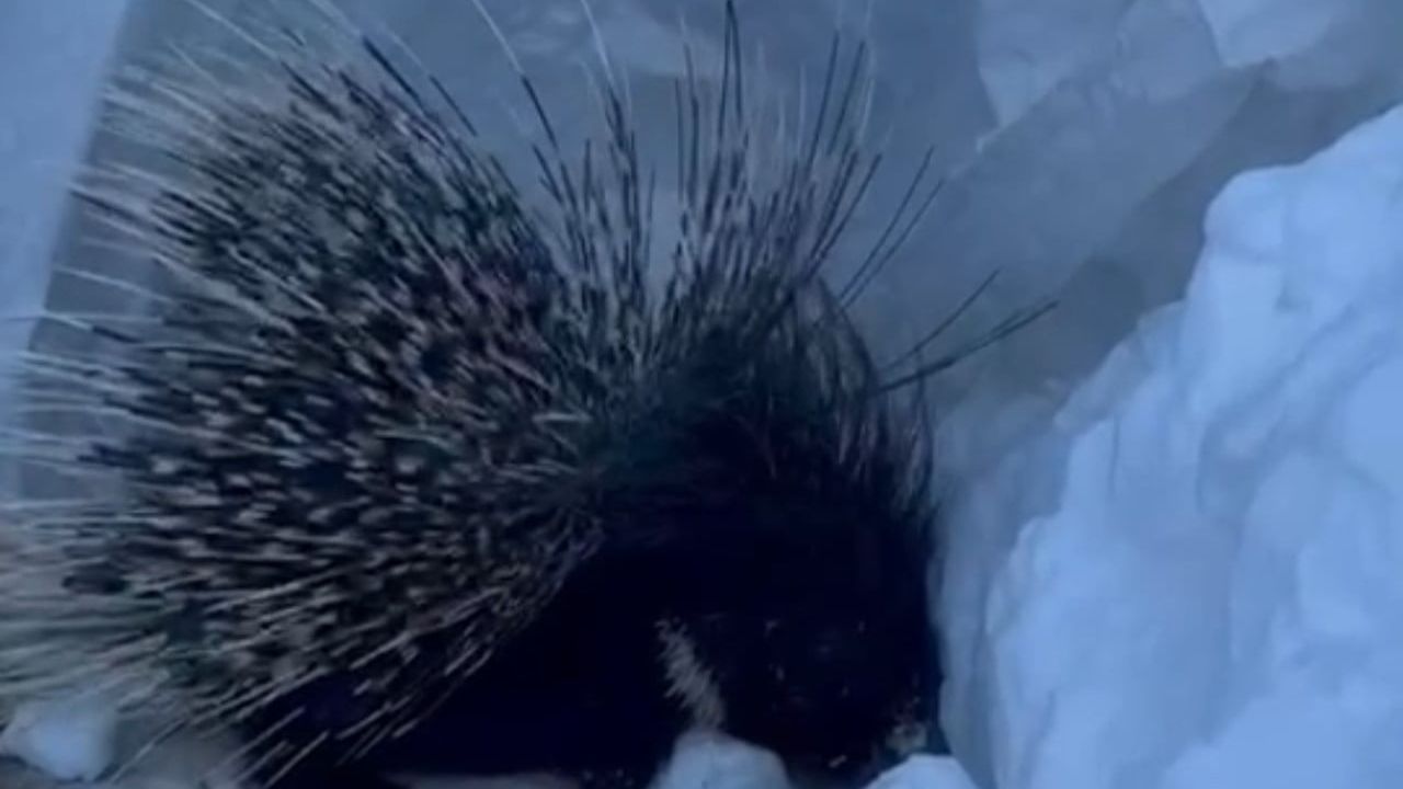 Yüksekova'da Nesli Tehlikedeki Hint Oklu Kirpi Görüntülendi