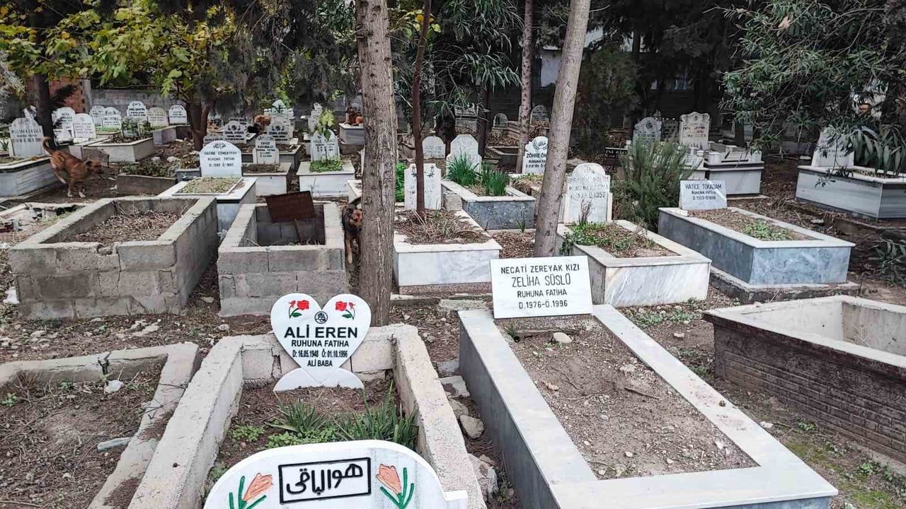 Adana Akkapı'da sürü halindeki sokak köpekleri endişe yarattı — Ekipler sadece birini yakalayabildi