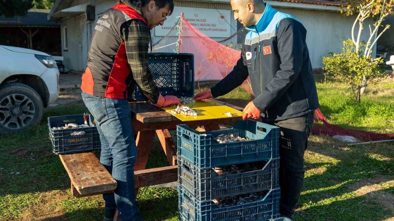 Adana'da 4 günde 128 bin balon balığı toplandı