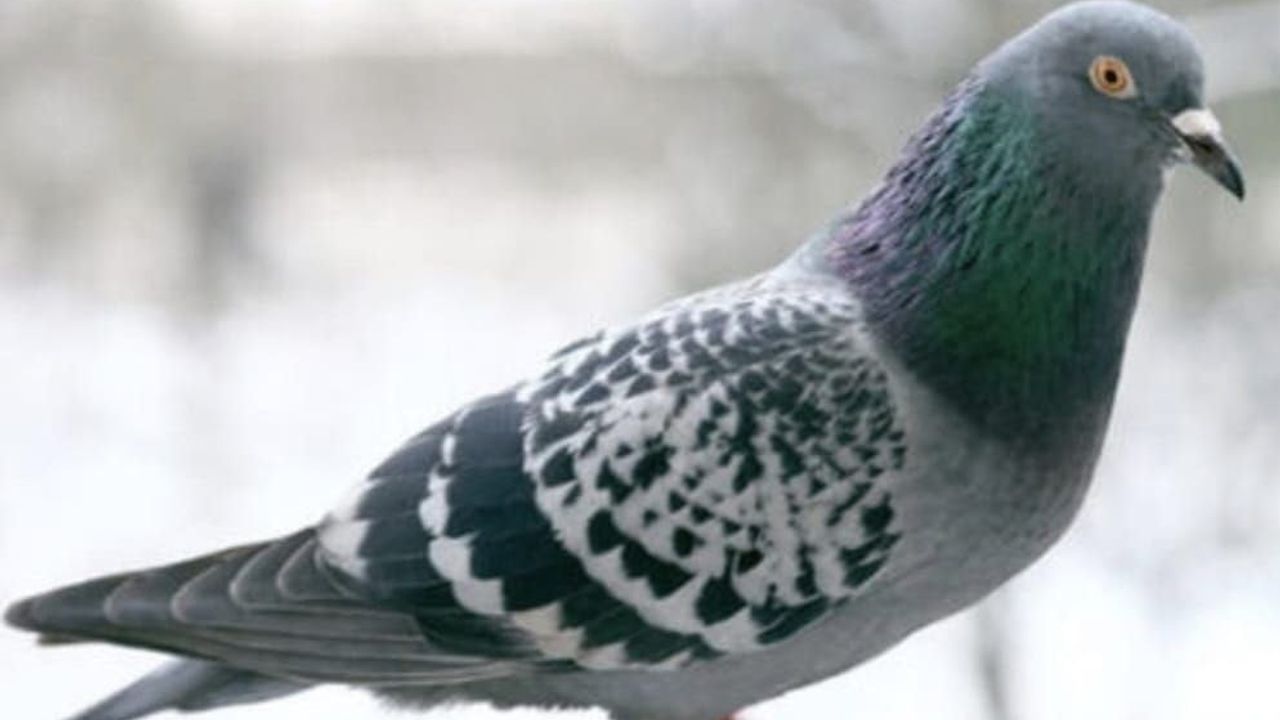 Adana'da kasklı şüpheli damdaki güvercin ve keklikleri çaldı