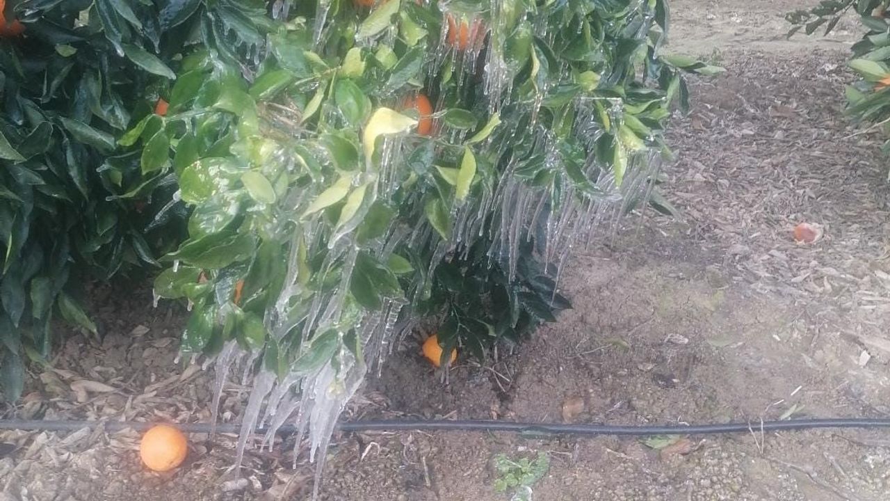 Adana’da Portakal Ağaçları Don Nedeniyle Buz Tuttu