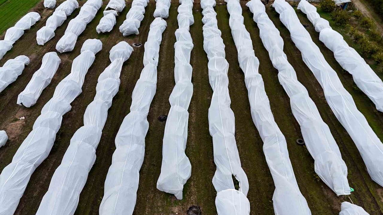 Adana'da zirai dona önlem: 15 dönüm limon fileyle korundu