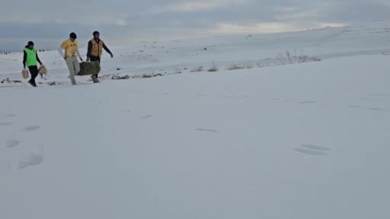 Adilcevaz'da Aktivistler Süphan Dağı Eteklerine Yaban Hayvanları İçin Yem Bıraktı