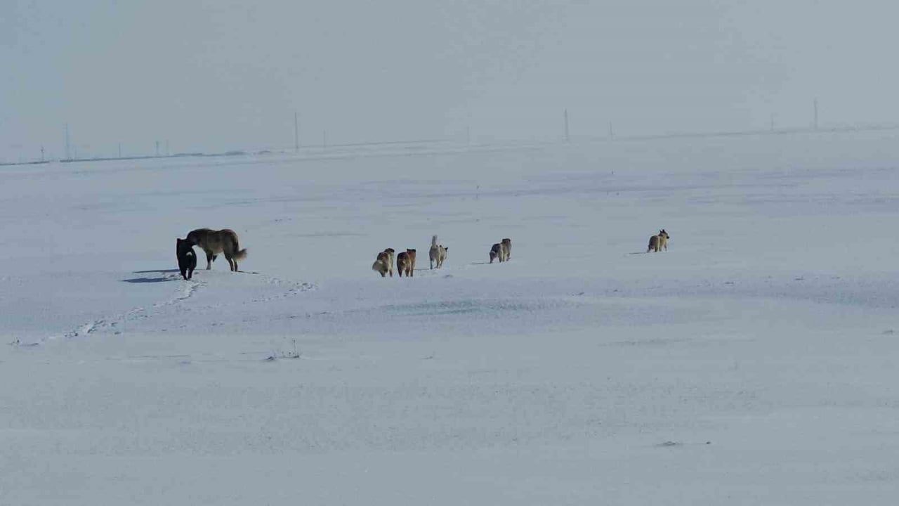Adilcevaz Göldüzü'nde Başıboş Sokak Köpekleri Korku Saçıyor