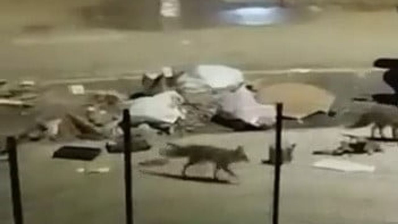 Adıyaman'da Aç Kalan Tilkiler Yerleşimlere İndi