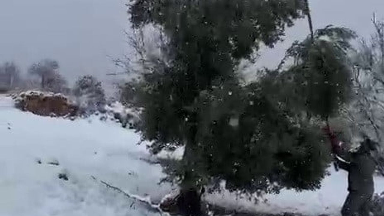 Adıyaman'da Kar Ağırlığı Zeytin Ağaçlarını Kırdı