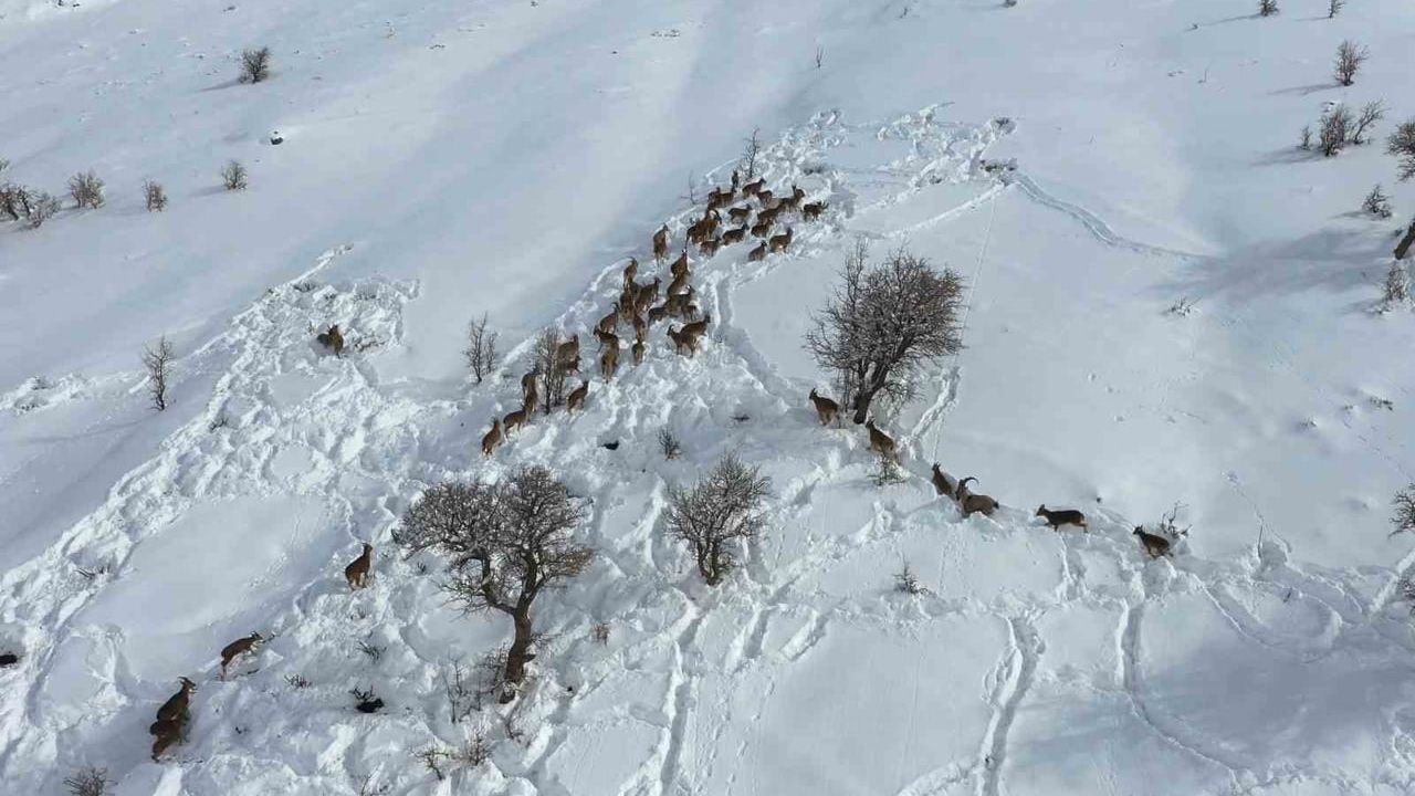 Adıyaman'da Kar Üzerinde Yaban Keçileri Drone ile Görüntülendi