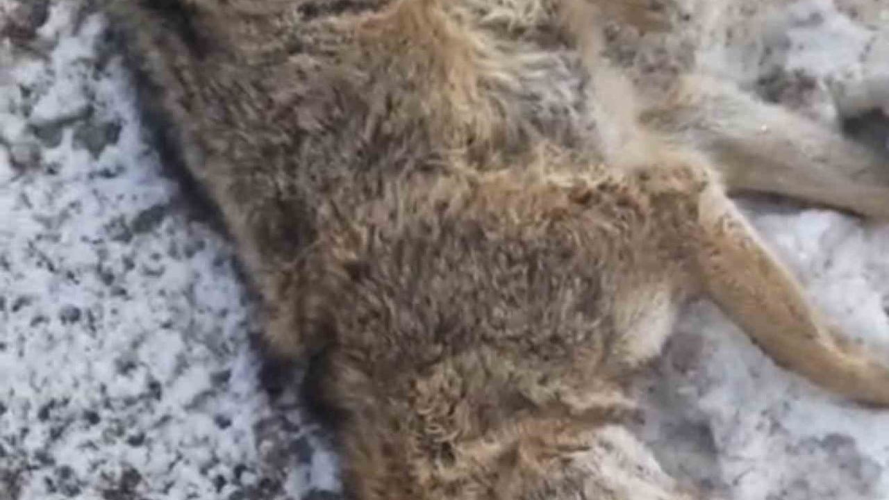 Adıyaman Gölbaşı’da Yola Çıkan Kurt Araç Çarpmasıyla Telef Oldu