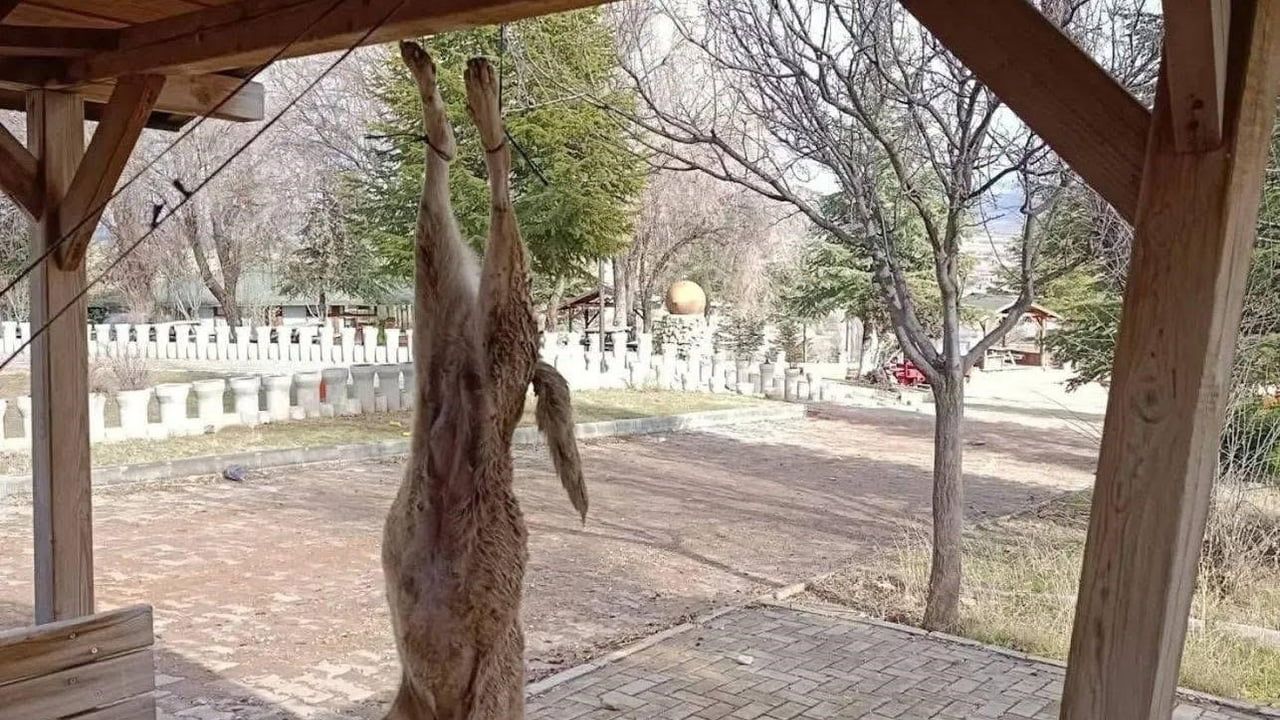 Afyonkarahisar’da Çardağa Asılan Köpeğin Ölümü: Bolvadin’de Çok Yönlü Soruşturma