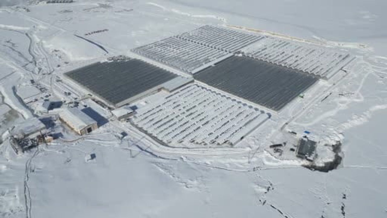 Ağrı'da Jeotermal Seralarda Yıllık 1.200 Ton Domates Avrupa Pazarına Açılıyor
