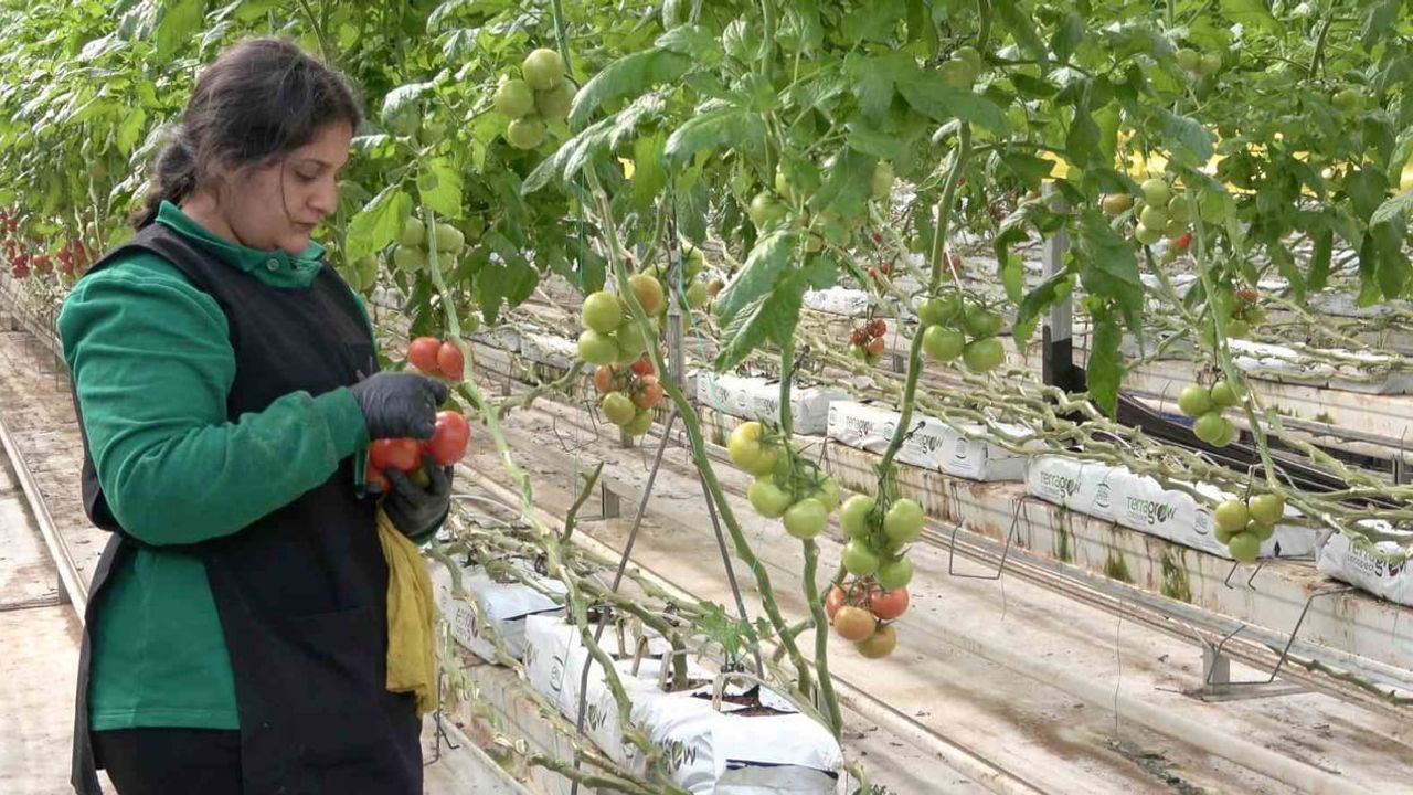Ağrı Diyadin'de Jeotermal Seralarda Yıllık Bin 200 Ton Domates, Avrupa'ya İhracat