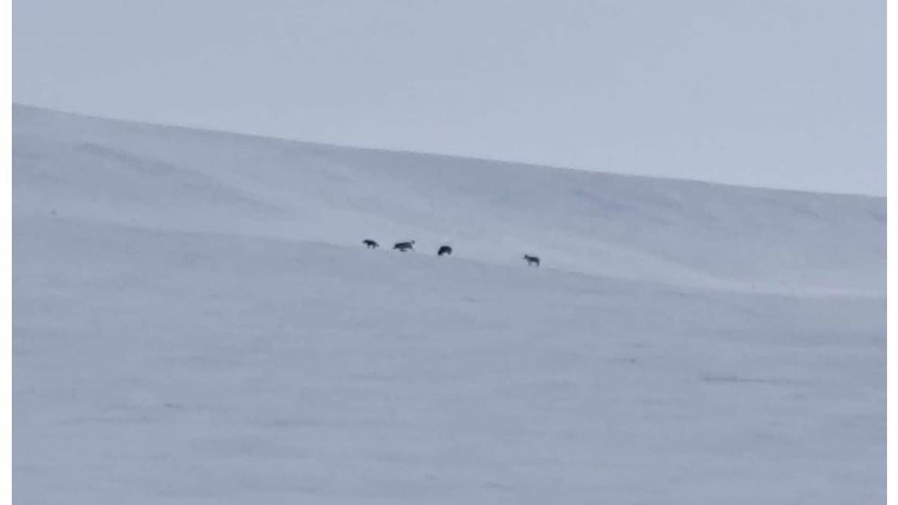 Ağrı Diyadin'de Kar Sonrası Kurt Sürüsü Görüntülendi