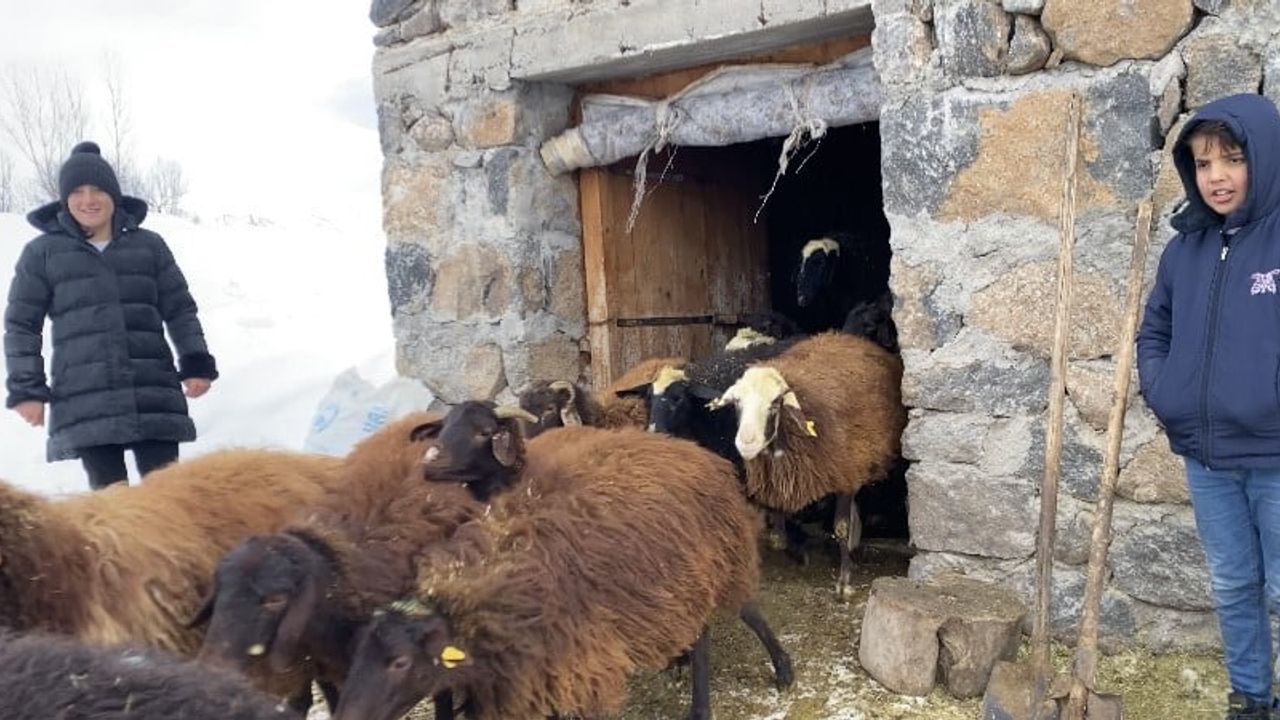 Ağrı Patnos'ta Besicilerin Zorlu Kış Mesaisi