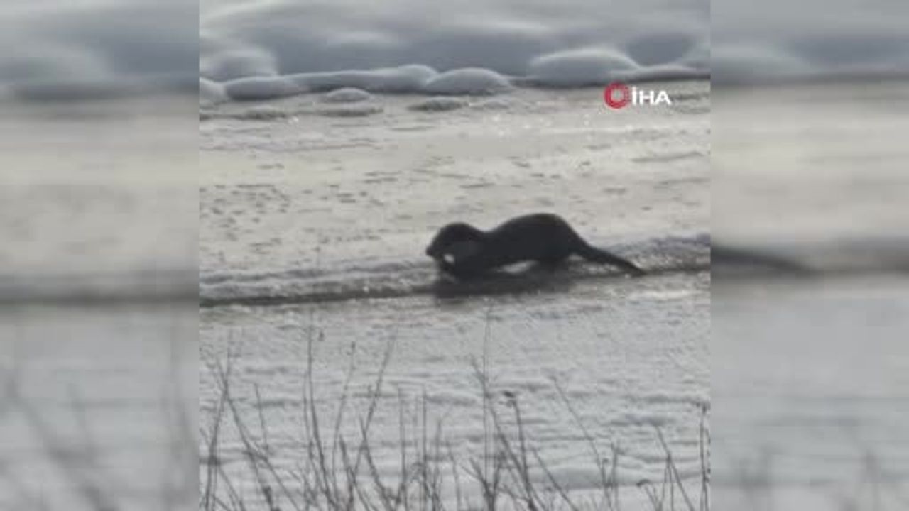 Ağrı Taşlıçay: Murat Nehri'nde İki Su Samuru Görüntülendi