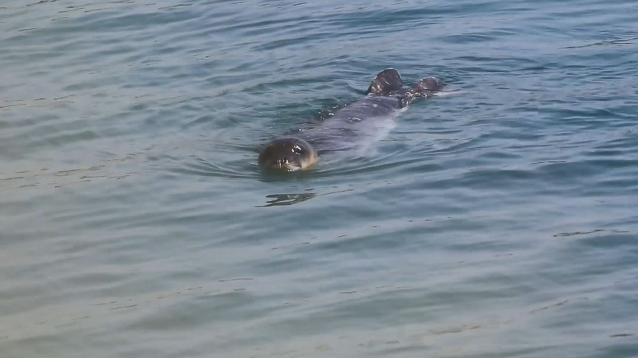 Akdeniz Fokları Bozyazı Kıyılarında Koruma Altında