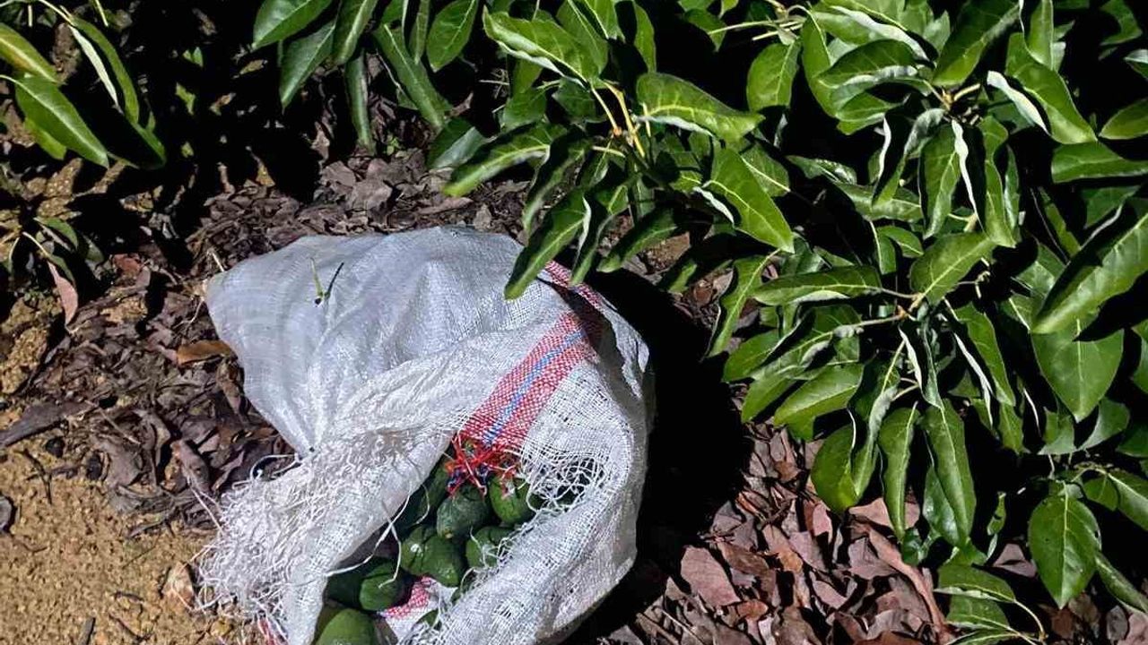 Alanya'da Avokado Hırsızlığı: Jandarmayı Görünce 500 Bin TL'lik Ürünleri Bıraktılar