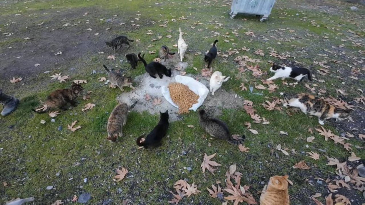 Amanoslar'da Motosiklet Tutkunlarından Yaban ve Sokak Hayvanlarına Besleme