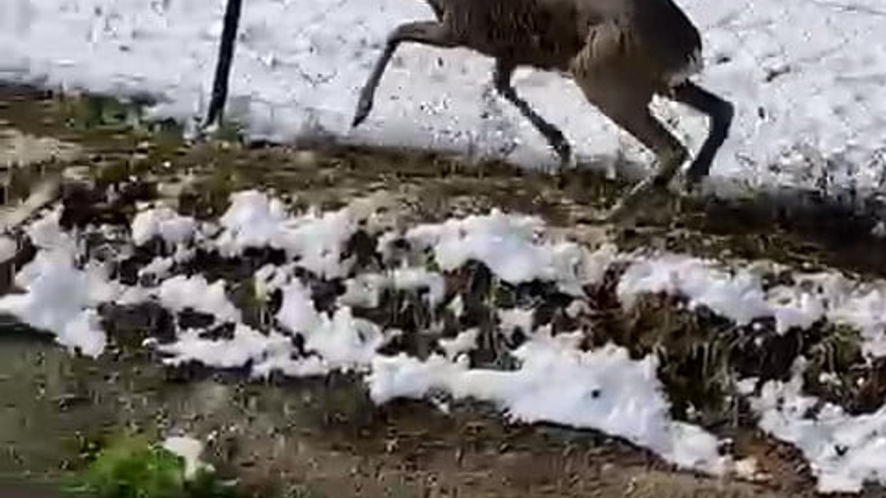 Amasya'da Avcılar, Su Kanalına Düşen Karacayı Kurtardı